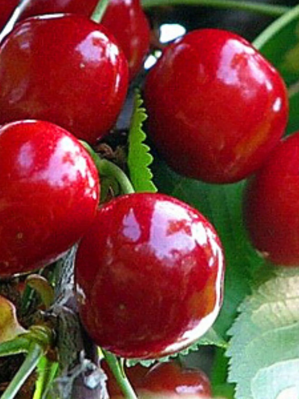 pomin fructiferi 1624