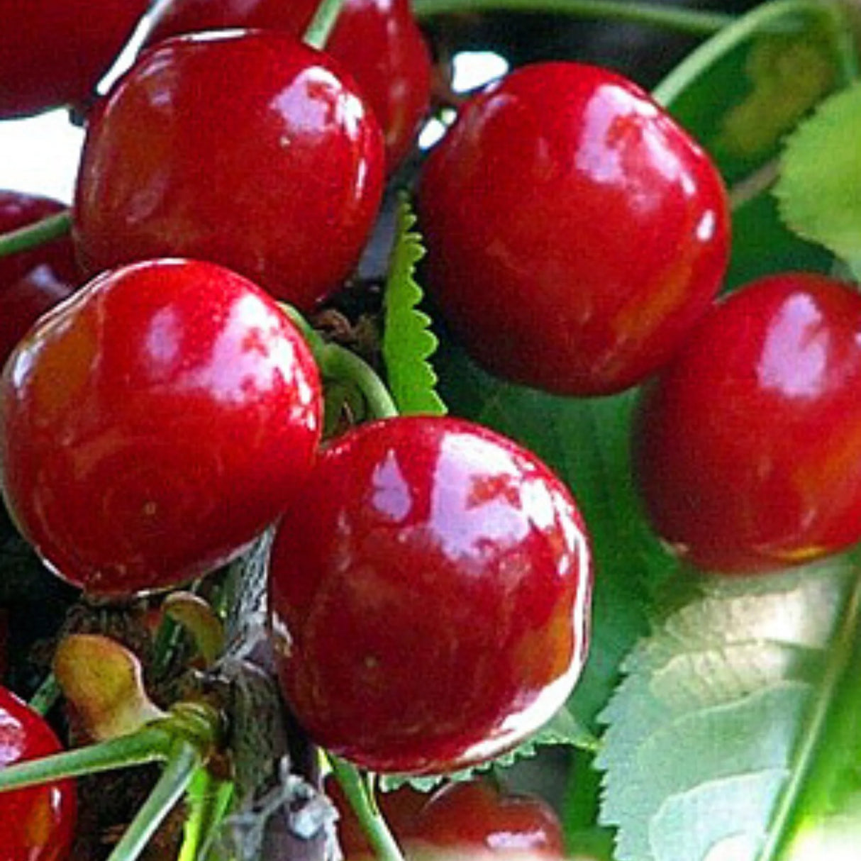 pomin fructiferi 1624