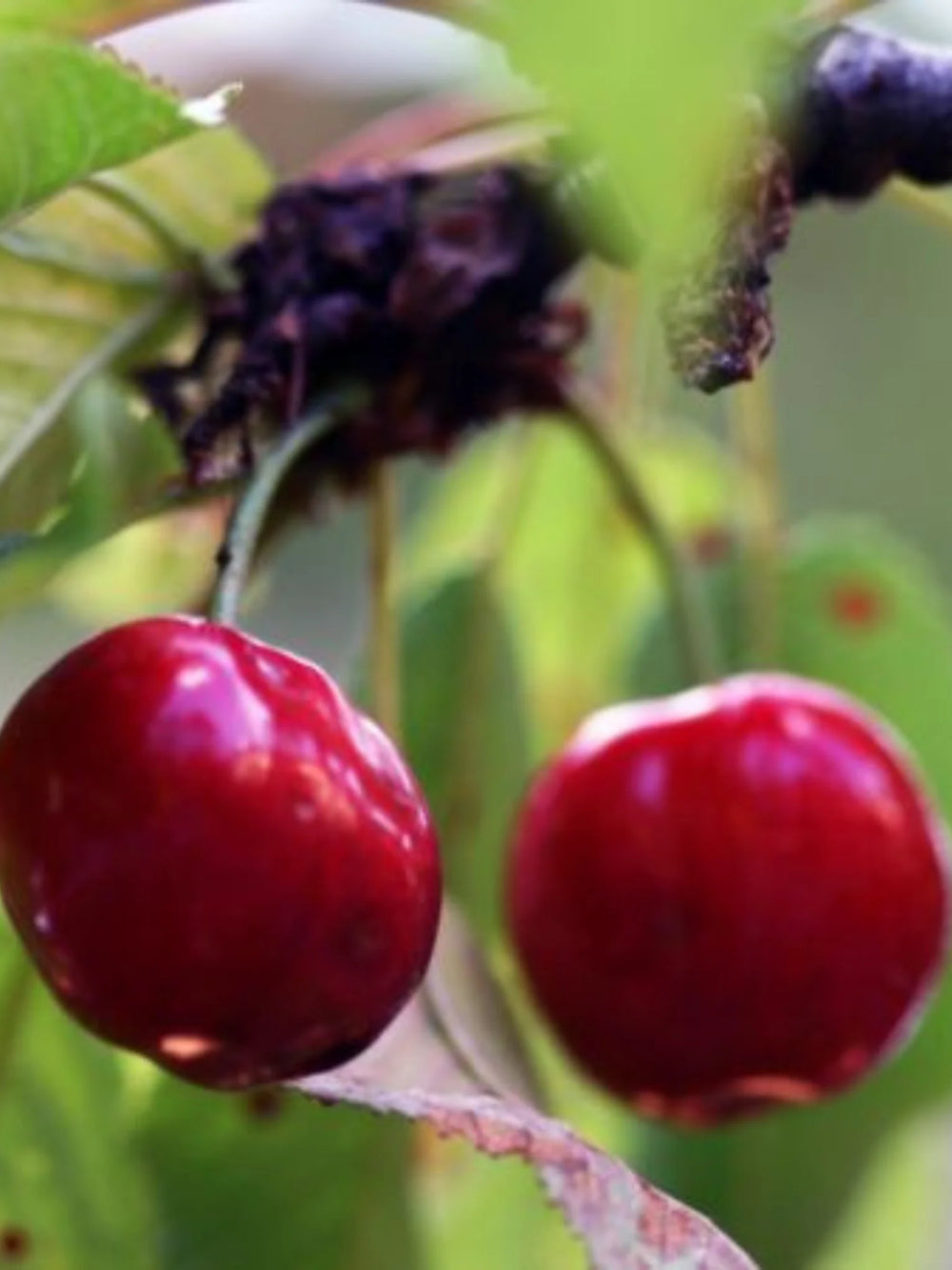 pomin fructiferi 1625