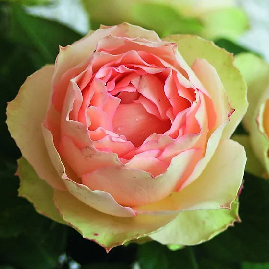 Trandafiri Butasi Teahibrizi - Jalitah - 1 buc