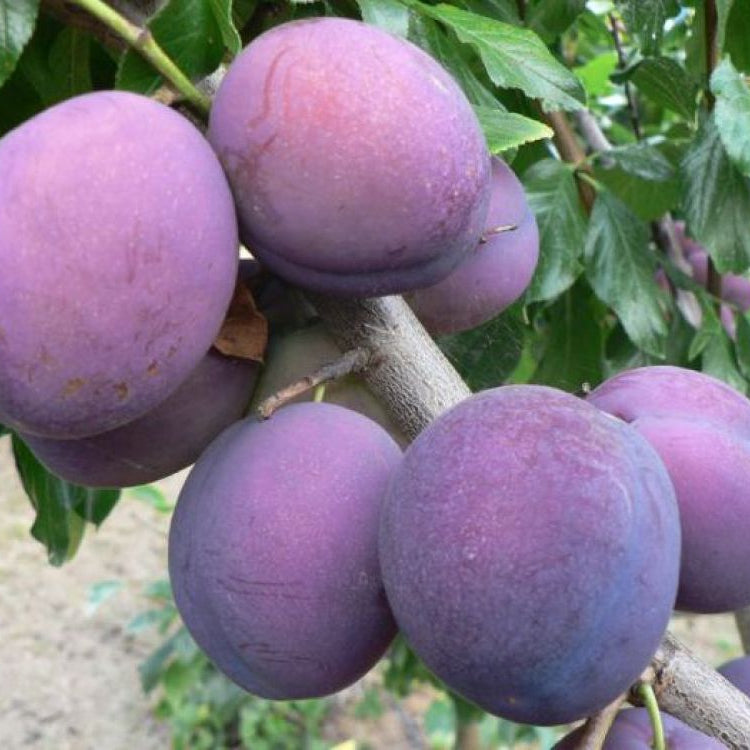 Pomi Fructiferi - Prun "President - Anul 2 - 1 buc