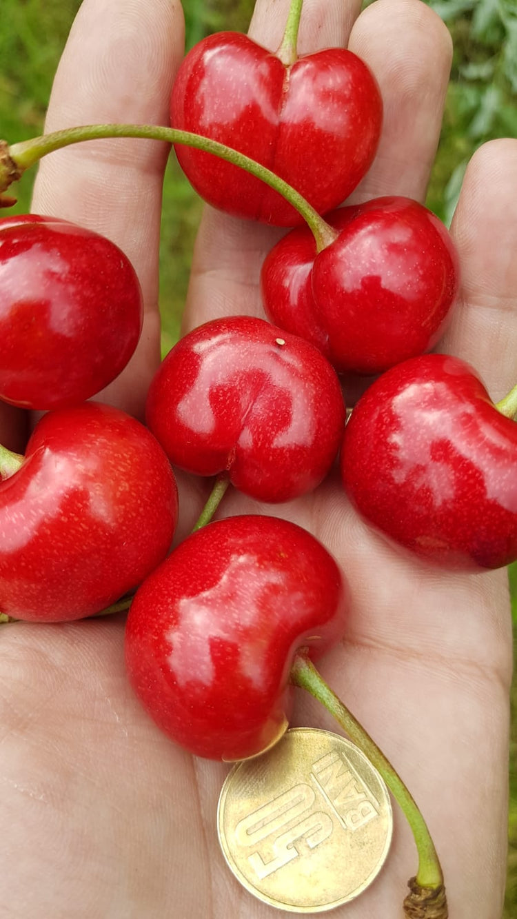 Pomi Fructiferi - Cires - Prime Giant - Anul 2 - 1 buc