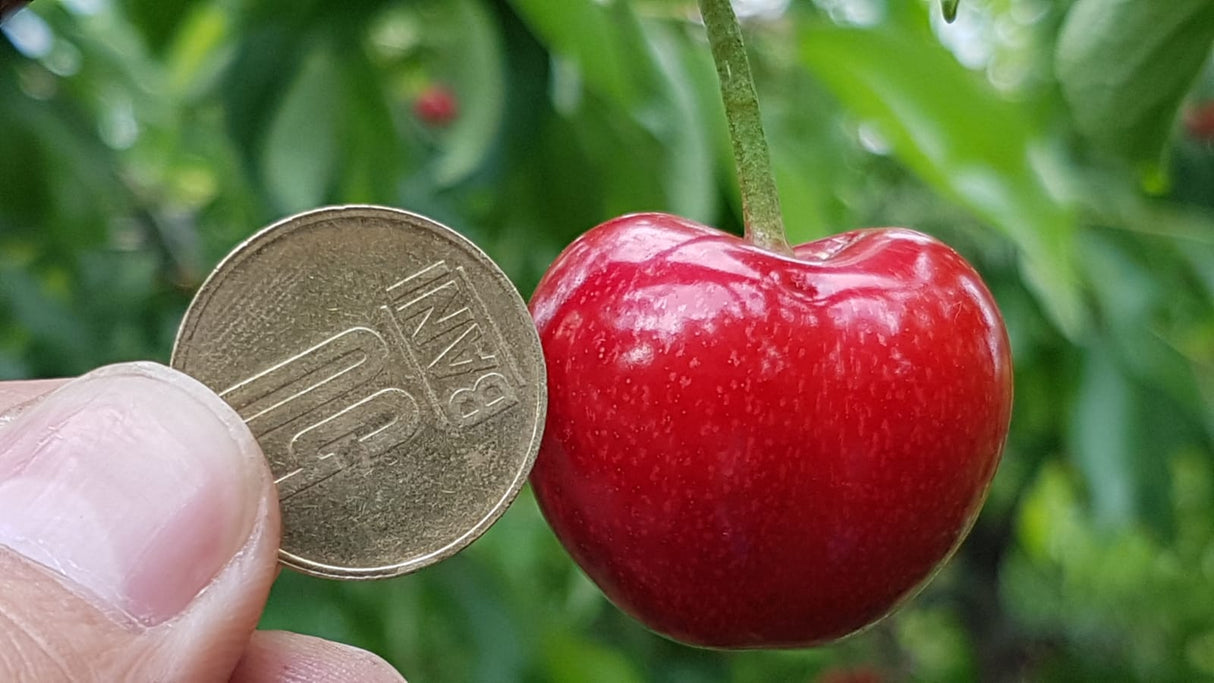 Pomi Fructiferi - Cires - Prime Giant - Anul 2 - 1 buc