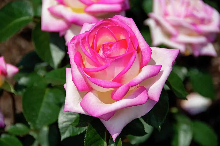 Trandafiri Butasi Teahibrizi - Printesa de Monaco - 1 buc