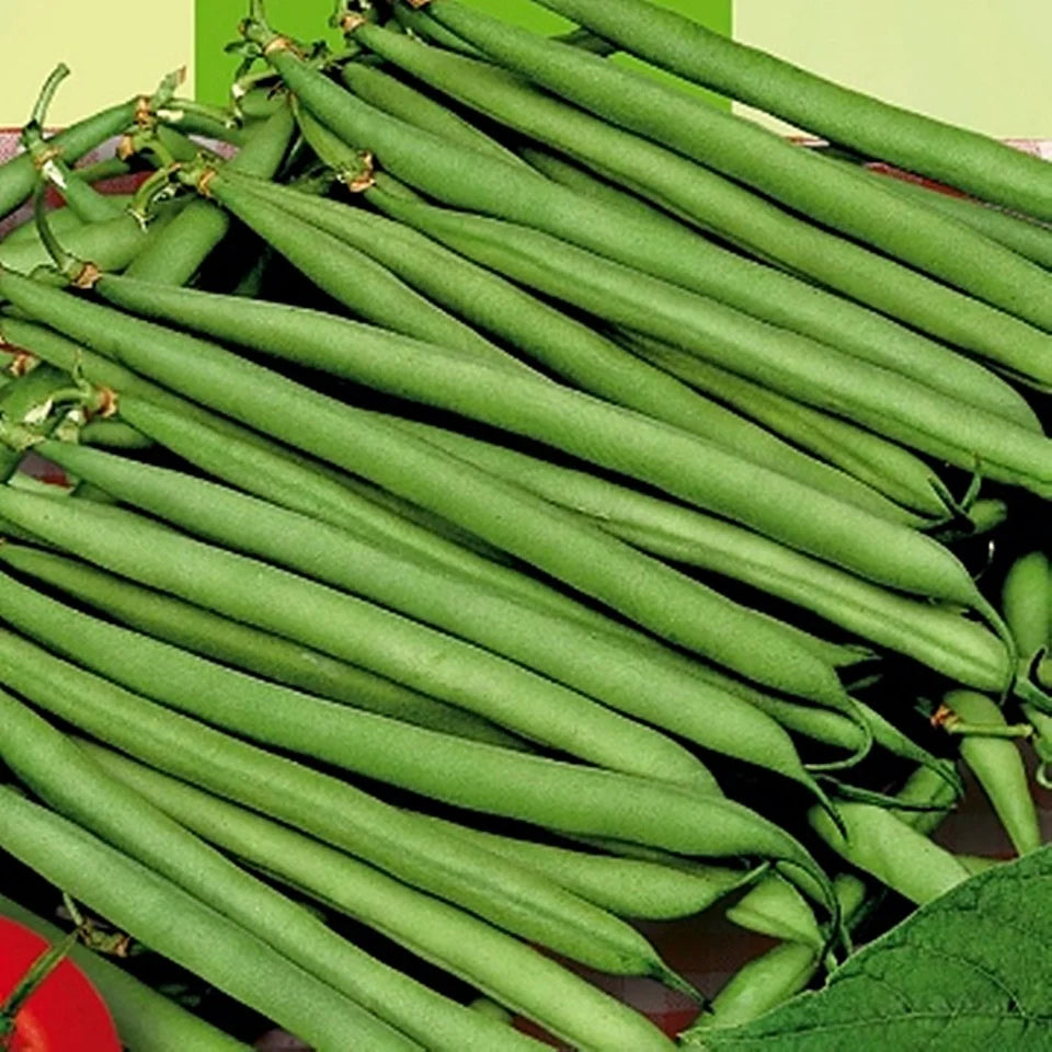 Seminte de Fasole Oloaga "Processor"