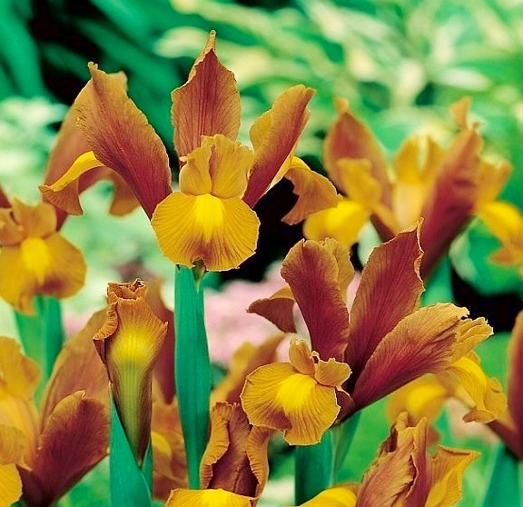 Bulbi Iris - Bronze Queen - 3 buc