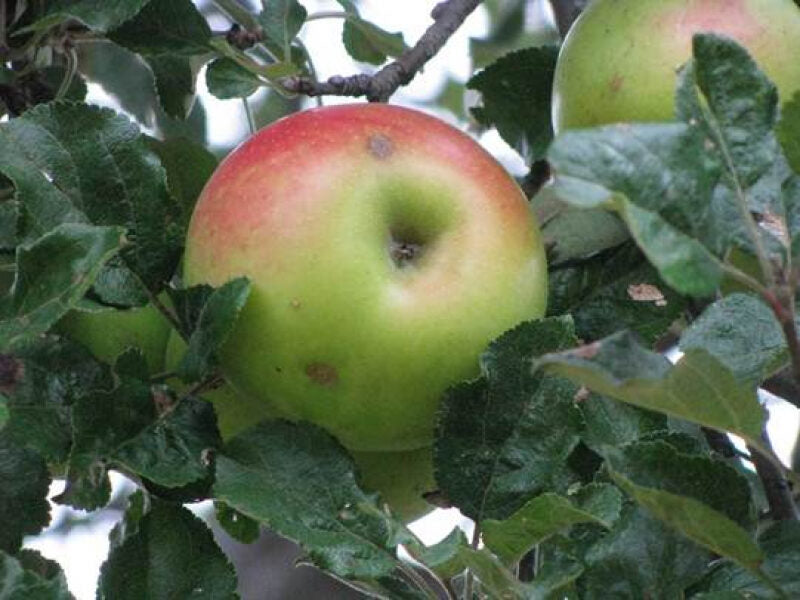 Pomi Fructiferi - Mar - Patul - Anul 2 - 1 buc