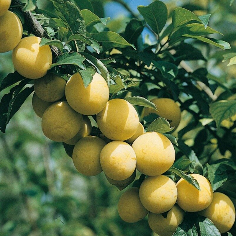 Pomi Fructiferi - Prun - Record - Galben - Anul 2 - 1 buc