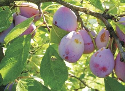 Pomi Fructiferi - Prun - D'agen - Anul 2 - 1 buc