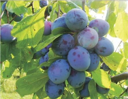 Pomi Fructiferi - Prun - Andreea - Anul 2 - 1 buc