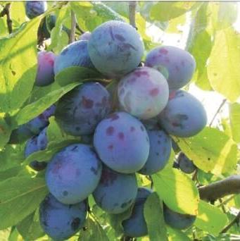 Pomi Fructiferi - Prun - Record - Anul 2 - 1 buc