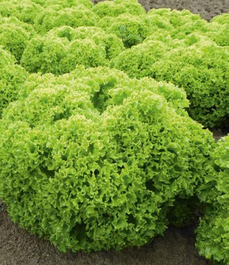 Seminte de Salata "Lollo Bionda" , 2 gr