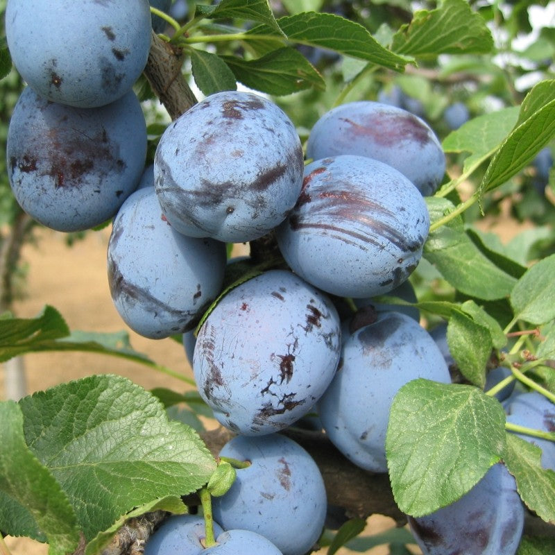 Pomi Fructiferi - Prun - Cacanska Lepotica - Anul 2 - 1 buc