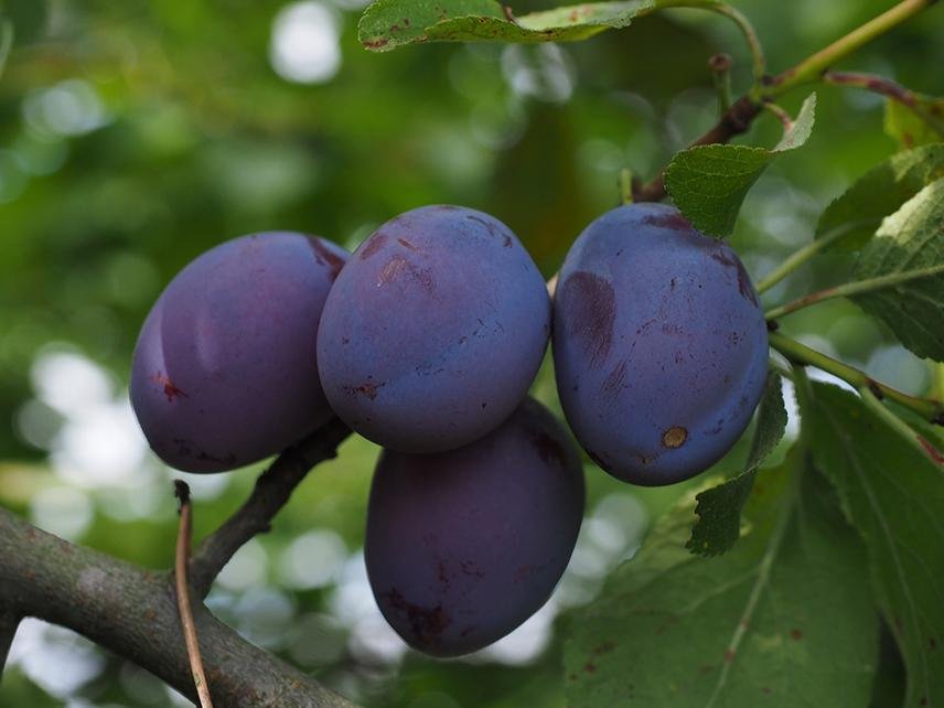 Pomi Fructiferi - Prun - Anna Spath - Anul 2 - 1 buc