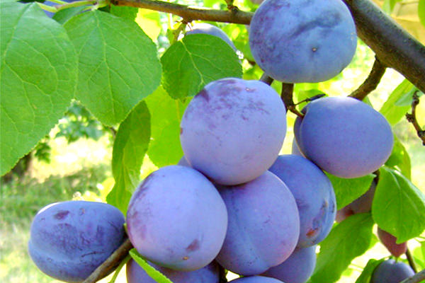 Pomi Fructiferi - Prun Centenar - Anul 2 - 1 buc