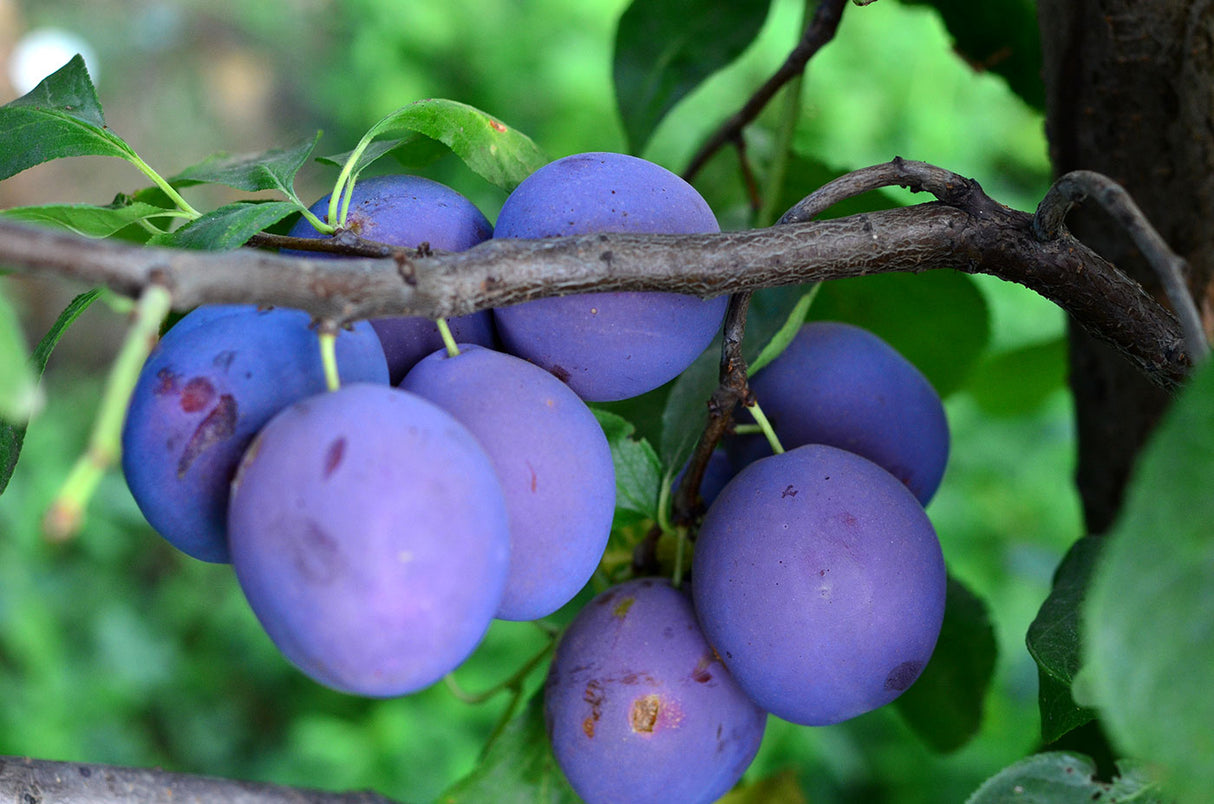 Pomi Fructiferi - Prun Centenar - Anul 2 - 1 buc