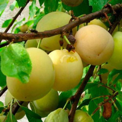 Pomi Fructiferi - Prun - Record - Galben - Anul 2 - 1 buc