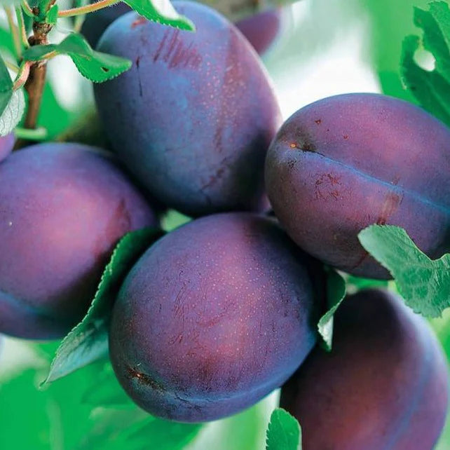 Pomi Fructiferi - Prun "President - Anul 2 - 1 buc