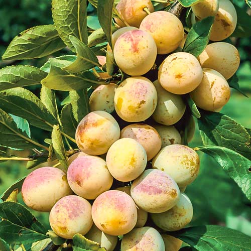 Pomi Fructiferi - Prun Renclod Verde - Galben - Anul 3 - 1 buc