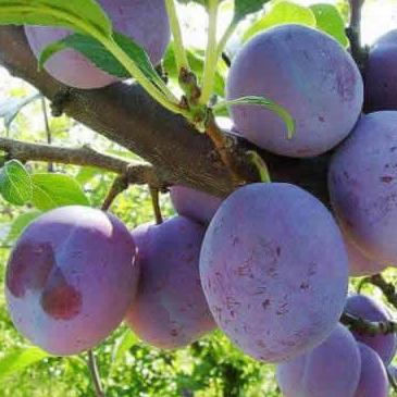 Pomi Fructiferi - Prun Silvia - Anul 2 - 1 buc