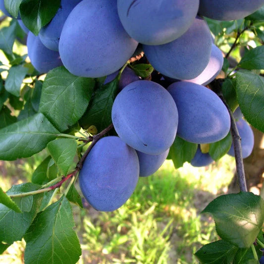 Pomi Fructiferi - Prun Cacanska Rodna - Anul 2 - 1 buc