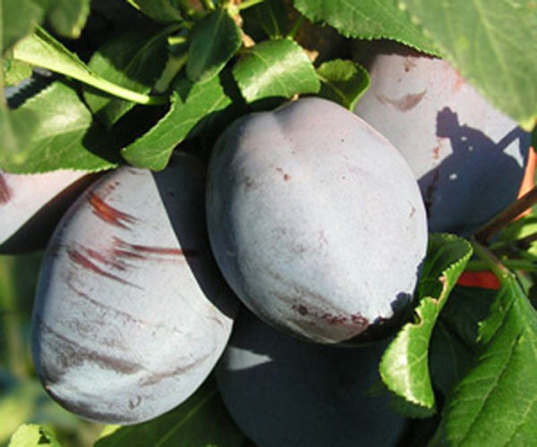 Pomi Fructiferi - Prun - Andreea - Anul 2 - 1 buc