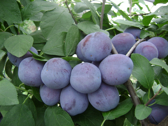 Pomi Fructiferi - Prun Centenar - Anul 2 - 1 buc