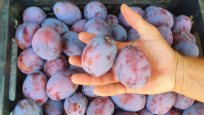 Pomi Fructiferi - Prun - Andreea - Anul 2 - 1 buc