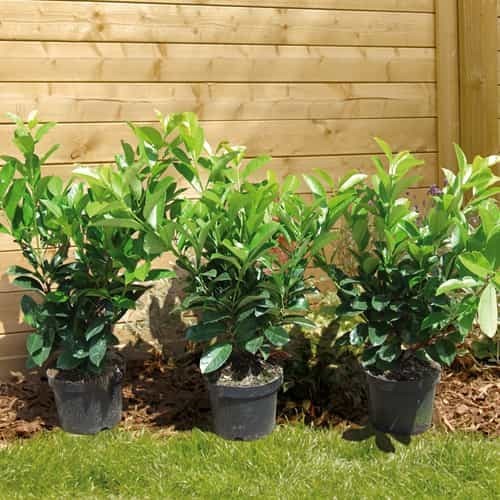 Laur Englezesc ''Prunus Laurocerasus Novita'', 3L, 80 cm, 1 Bucata