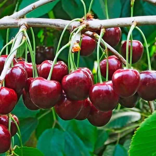 Pomi Fructiferi - Cires - Regina - Anul 2 - 1 buc