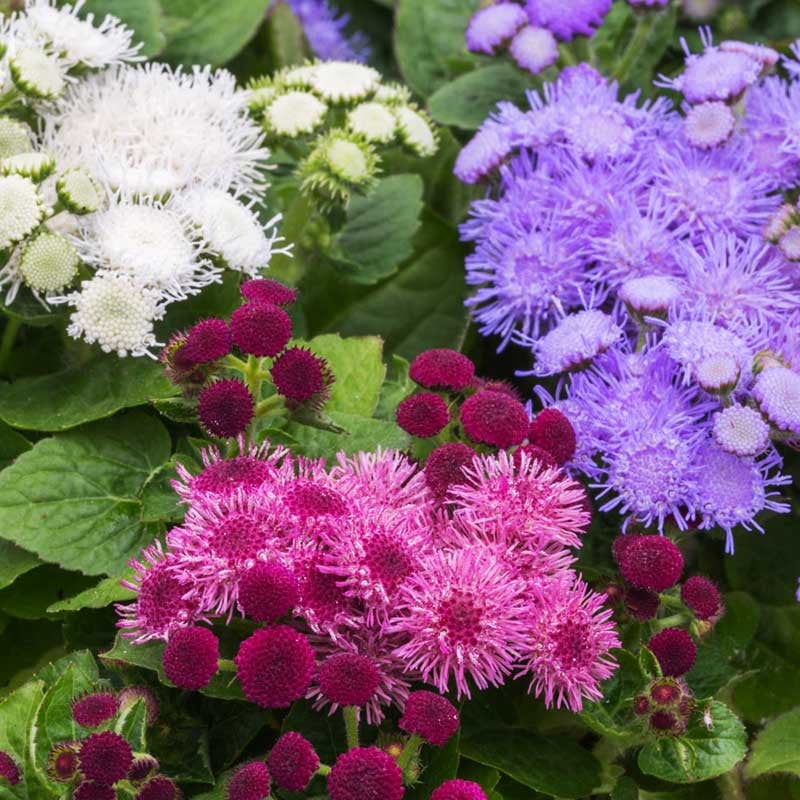 Seminte de Ageratum Mexicanum "Pufuleti"