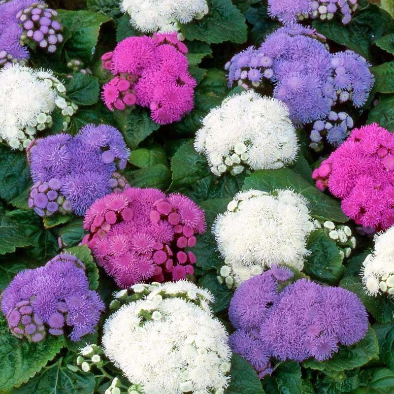 Seminte de Ageratum Mexicanum "Pufuleti"