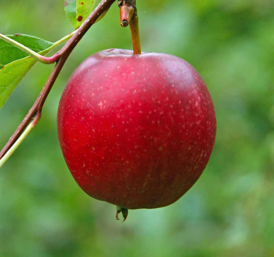 Pomi Fructiferi - Mar Aromat de Vara - Anul 2 - 1 buc