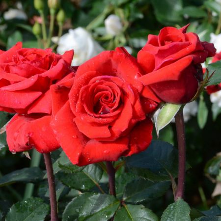 Trandafiri Butasi Teahibrizi - Berlin - 1 buc