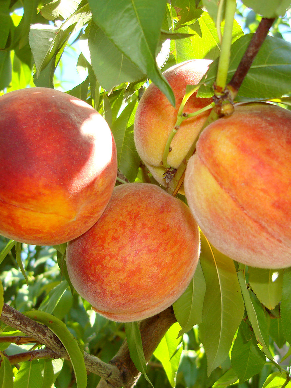 Pomi Fructiferi - Piersic - Redhaven - Anul 2 - 1 buc