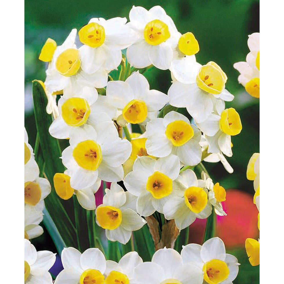 Bulbi Narcise - Avalanche - 2 buc