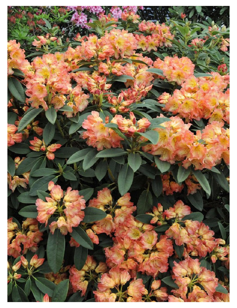 Plante Ornamentale - Rhododendron - Sun Fire - Ghiveci P9