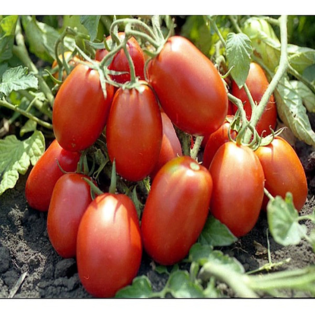 Seminte de Rosii "Rio Grande", 7g