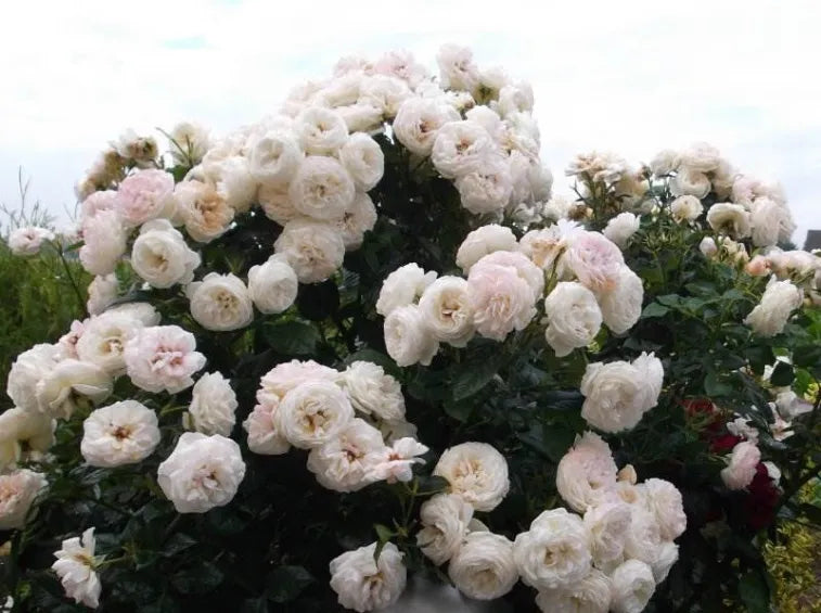 Trandafiri Butasi Teahibrizi - Artemis - 1 buc