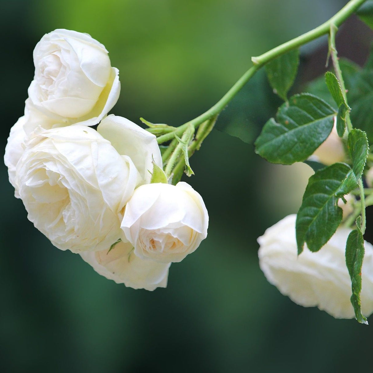 Trandafiri Butasi Teahibrizi - Ilse Khron - 1 buc