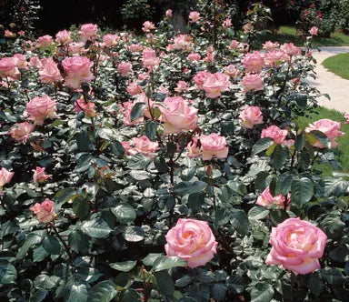 Trandafiri Butasi Teahibrizi - Printesa de Monaco - 1 buc