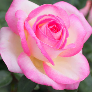 Trandafiri Butasi Teahibrizi - Printesa de Monaco - 1 buc