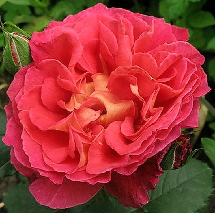 Trandafiri Butasi Teahibrizi - Reine Sammut - 1 buc