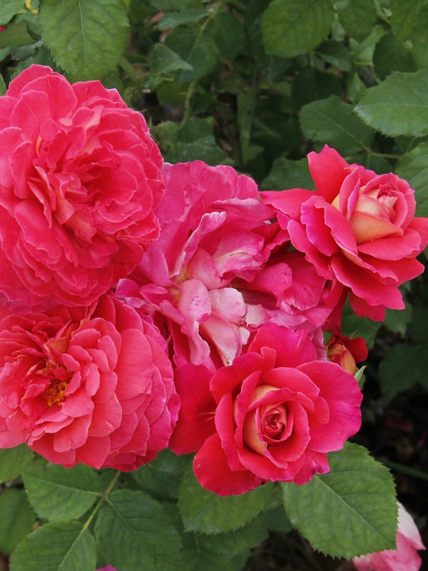 Trandafiri Butasi Teahibrizi - Reine Sammut - 1 buc