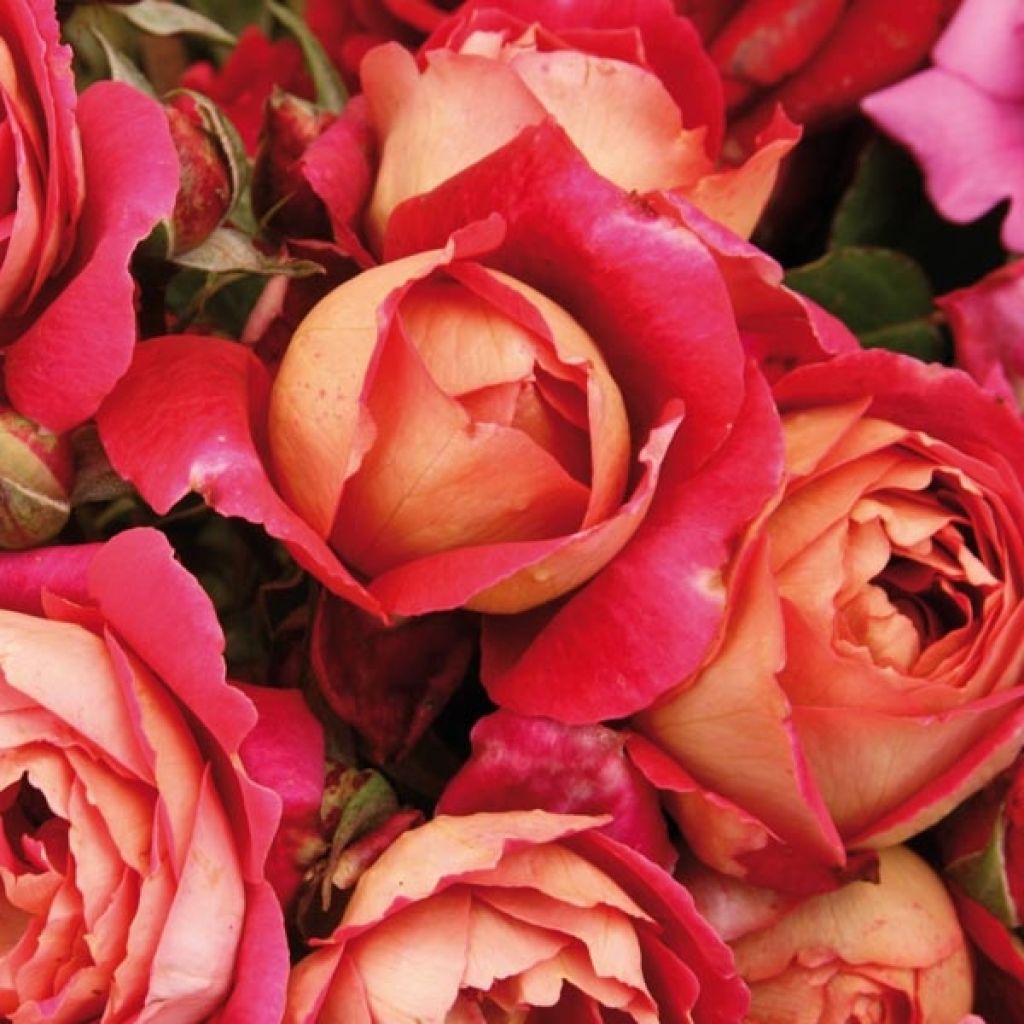 Trandafiri Butasi Teahibrizi - Reine Sammut - 1 buc