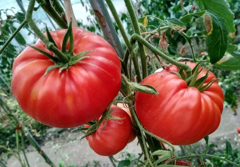 Seminte de Rosii Hibrid "Beefmaster", 0.3 gr