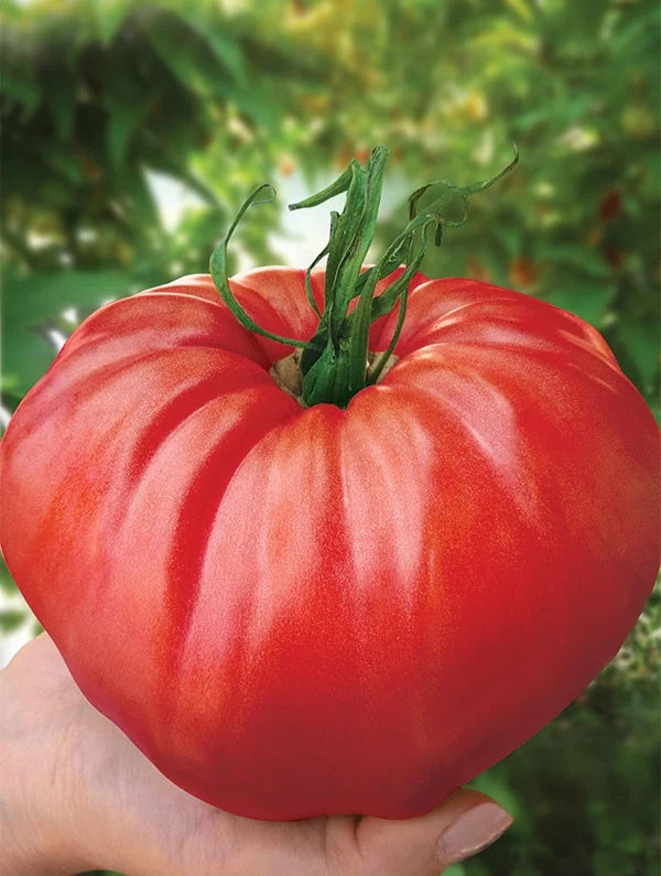 Seminte de Rosii Hibrid "Homestead Kilotto", 0.3 gr