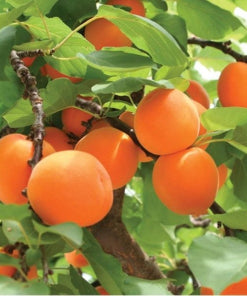 Pomi Fructiferi - Cais Rosu de Baneasa - Anul 3 - 1 buc