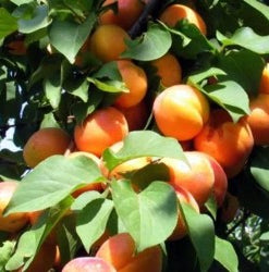 Pomi Fructiferi - Cais Rosu de Baneasa - Anul 3 - 1 buc