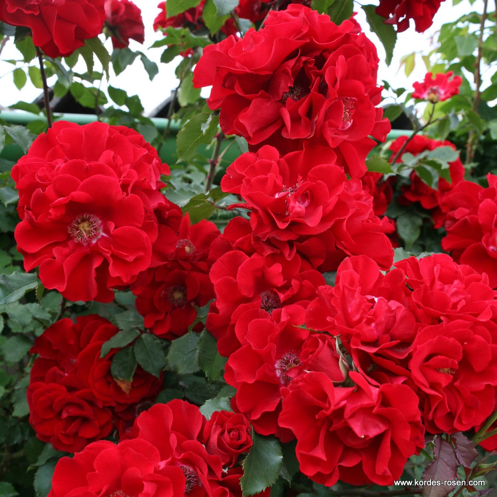 Trandafiri Butasi Teahibrizi - Roter Korsar - 1 buc